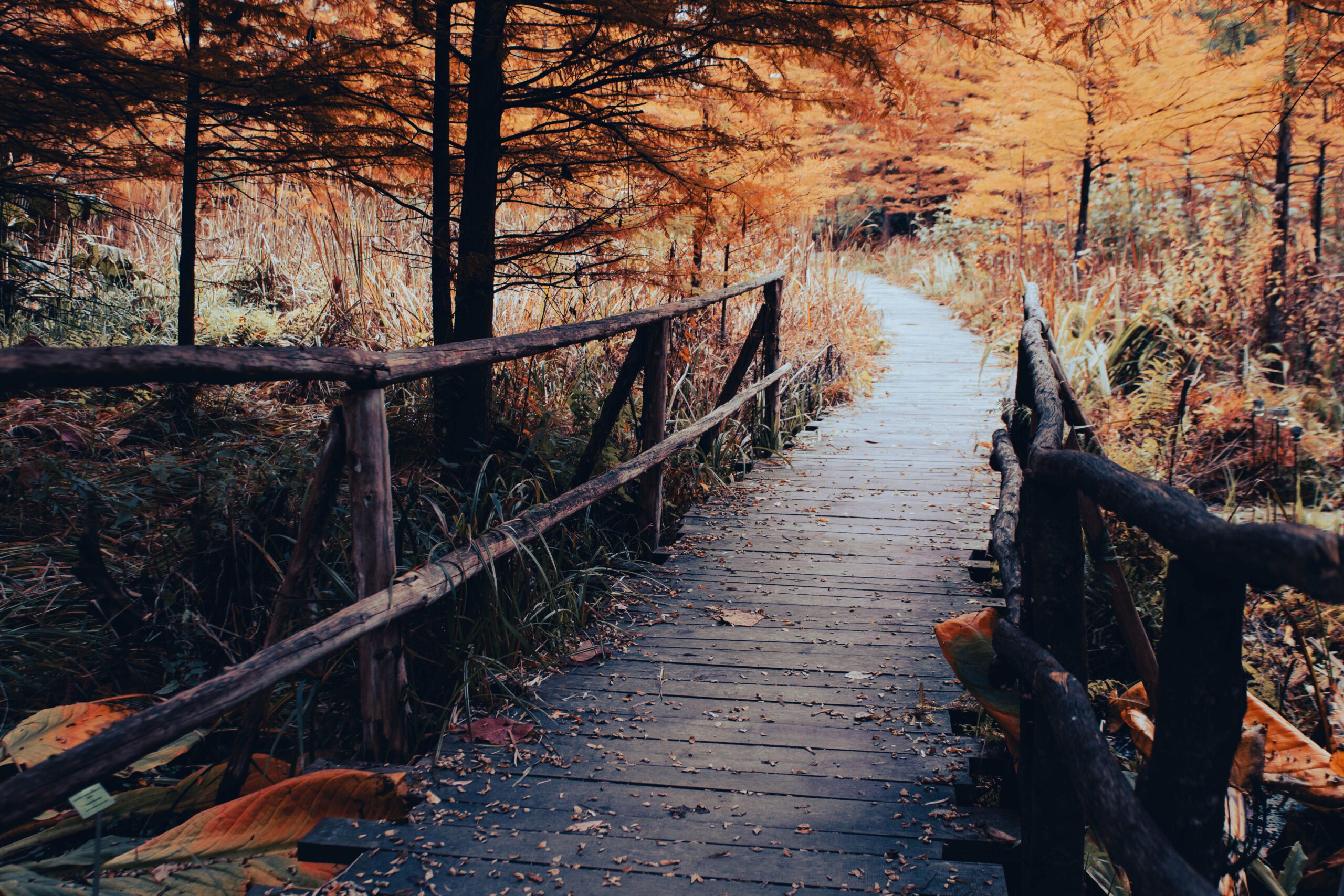 Wyniki konkursu fotograficznego „Jesień w pejzażu i zbliżeniu”.